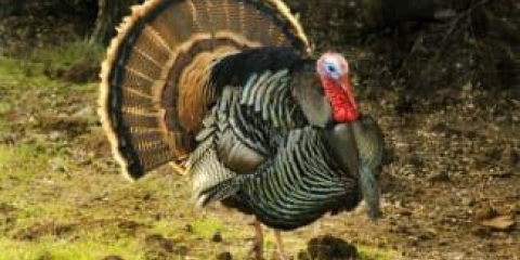 Kako izgleda ćurka i koliko je težak dom, težina ćurki sa 2 mjeseca